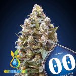 00 Kush