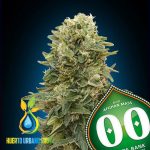 Afghan Mass Auto