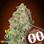 Auto Chocolate Skunk