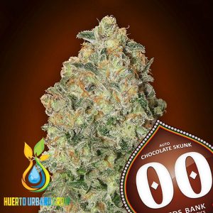 Auto Chocolate Skunk