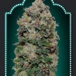 Northern Lights (5 semillas)
