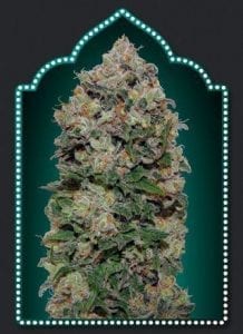 Northern Lights (5 semillas)