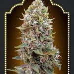 Auto Cheese Berry