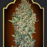 Cheese Berry ( 5 semillas )