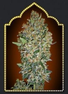 Cheese Berry ( 5 semillas )