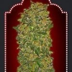 Chocolate Kush ( 5 semillas )