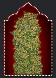 Chocolate Kush ( 5 semillas )