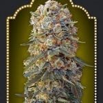 Sweet Critical ( 5 semillas )