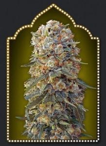 Sweet Critical ( 5 semillas )