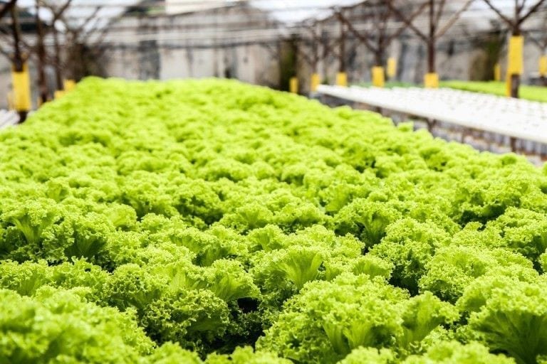 Cultivo hidropónico