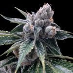 White Walker Kush DNA Genetics