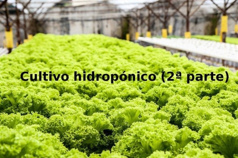 Cultivo hidropónico