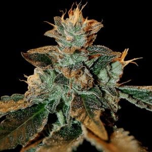 Cataract Kush DNA Genetics
