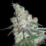 Chocolope DNA Genetics