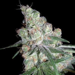 Chocolope DNA Genetics