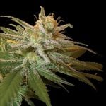 Kushberry DNA Genetics
