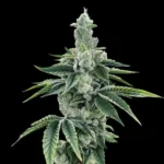 Recon 2.0 DNA Genetics