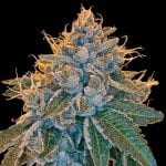 Kosher Kush DNA Genetics