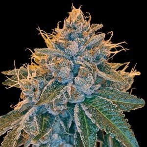 Kosher Kush (13 semillas)