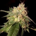 O.G. Kush DNA Genetics