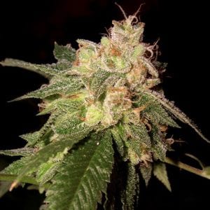 O.G. Kush DNA Genetics