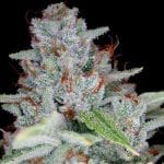 Skywalker Kush DNA Genetics