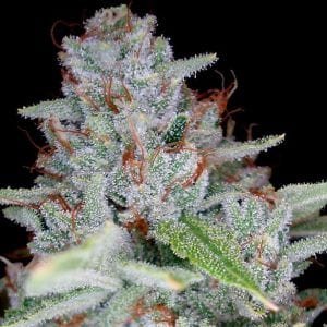 Skywalker Kush DNA Genetics