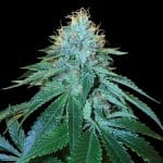 O.G. #18 DNA Genetics