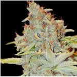 Auto Diesel Mass