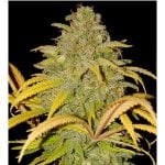 Auto Northern Cream