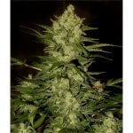 Mr. Amnesia Mass