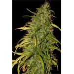 Mr. Weed Mass