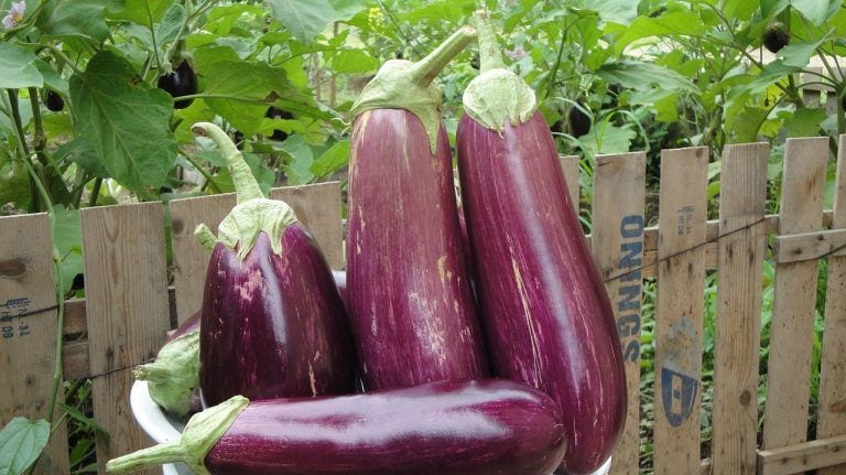 Berenjena