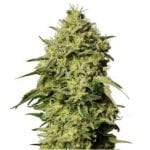 Semillas de marihuana Auto Amnesia