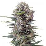 Semillas de marihuana Auto Cheese