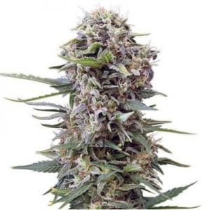 Semillas de marihuana Auto Cheese