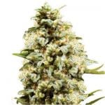 Auto Critical Gea Seeds