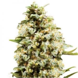 Semillas de marihuana Auto Critical