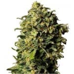 Semillas de marihuana Auto Haze