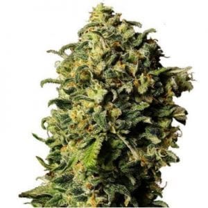 Semillas de marihuana Auto Haze