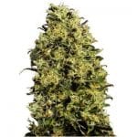 Semillas de marihuana Auto M8