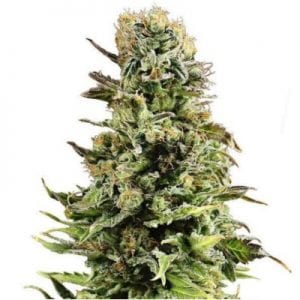 Semillas de marihuana Auto Super Skunk