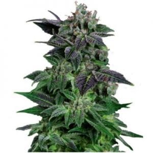 Semillas de marihuana Auto Widow