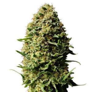 Semillas de marihuana Auto AK