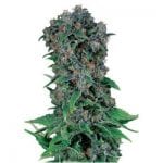 Black Kush 98 Gea Seeds