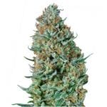 Semillas de marihuana Bubble Fruit