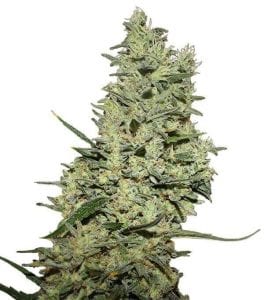 Semillas de marihuana Critical ++