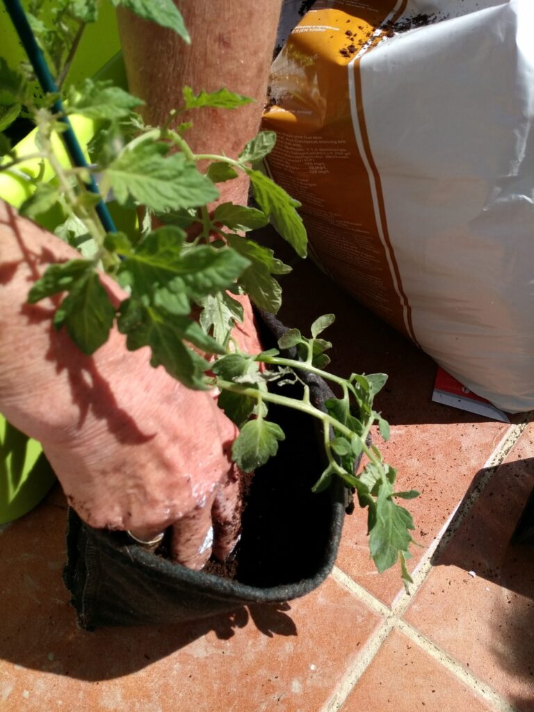 Hidroponía - Trasplante a macetero de fieltro