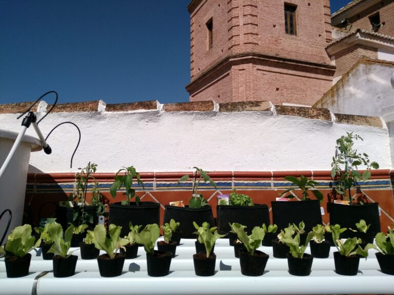 Hidroponía, seguimiento primavera 2017