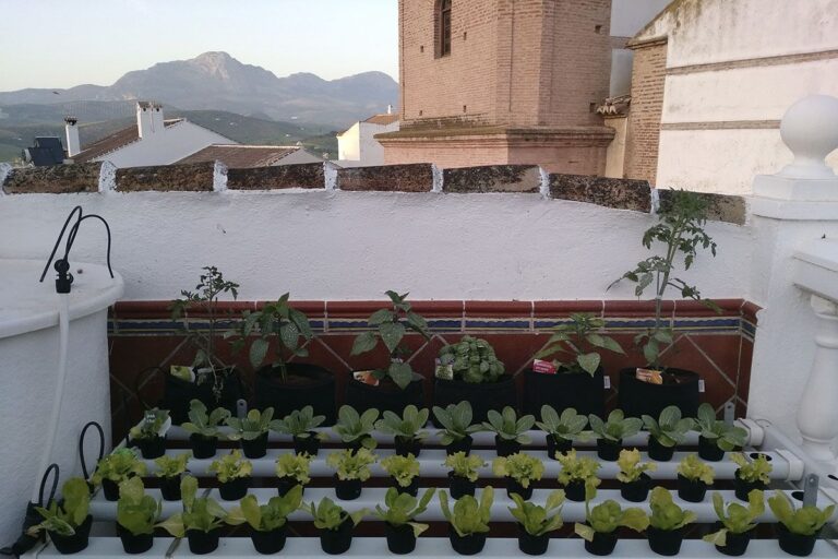 Hidroponía, seguimiento primavera - 27 de abril